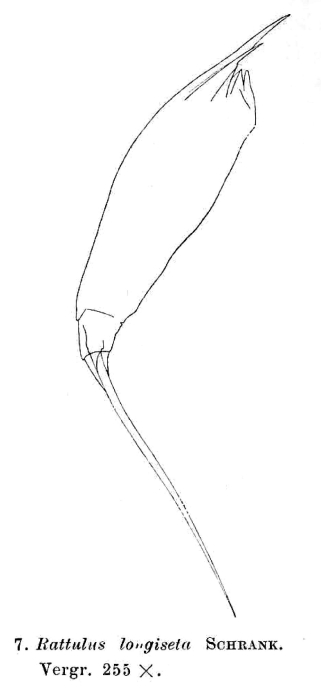 Trichocerca longiseta Trichocerca longiseta