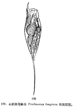 Trichocerca longiseta