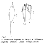 Trichocerca longiseta