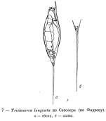 Trichocerca longiseta