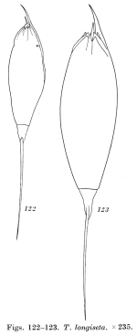 Trichocerca longiseta