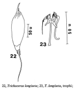 Trichocerca longiseta