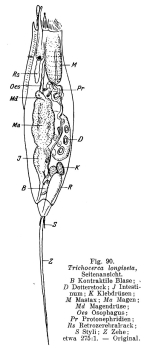 Trichocerca longiseta