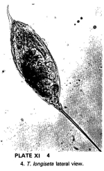 Trichocerca longiseta