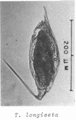 Trichocerca longiseta