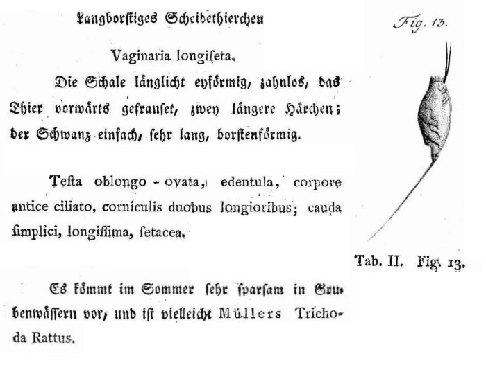 Trichocerca longiseta - Original description image