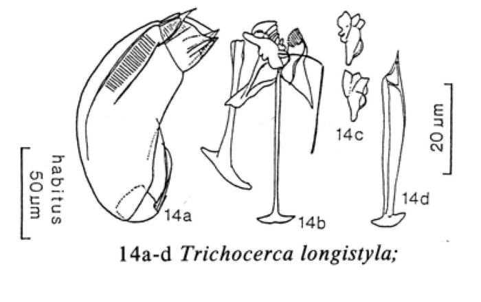 Trichocerca longistyla Trichocerca longistyla