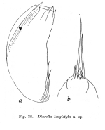 Trichocerca longistyla