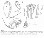 Trichocerca lophoessa