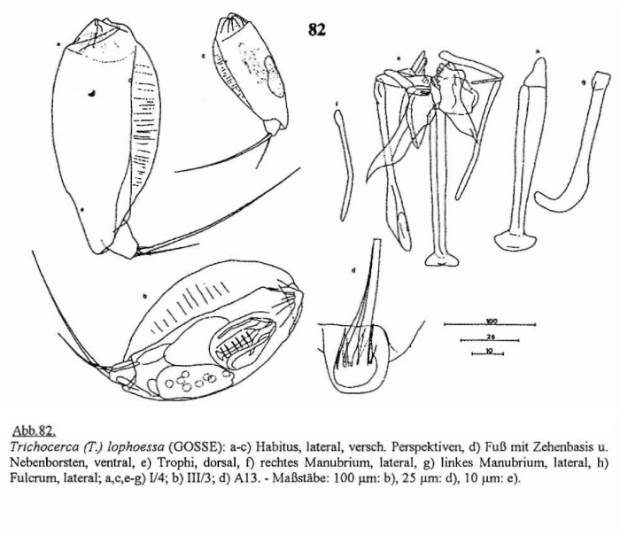 Trichocerca lophoessa Trichocerca lophoessa