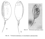 Trichocerca lophoessa