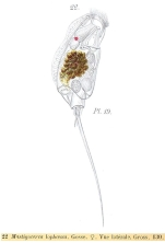 Trichocerca lophoessa