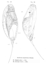 Trichocerca lophoessa