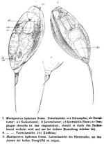 Trichocerca lophoessa