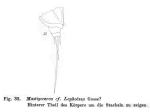 Trichocerca lophoessa