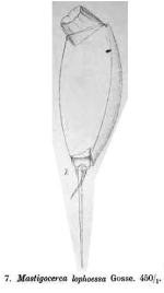 Trichocerca lophoessa
