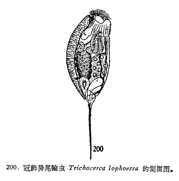 Trichocerca lophoessa Trichocerca lophoessa