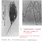 Trichocerca lophoessa