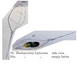Trichocerca lophoessa - Original description image