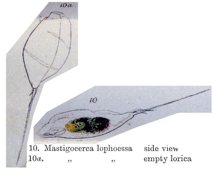 Trichocerca lophoessa Trichocerca lophoessa