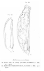 Trichocerca macera