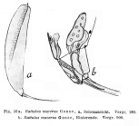 Trichocerca macera