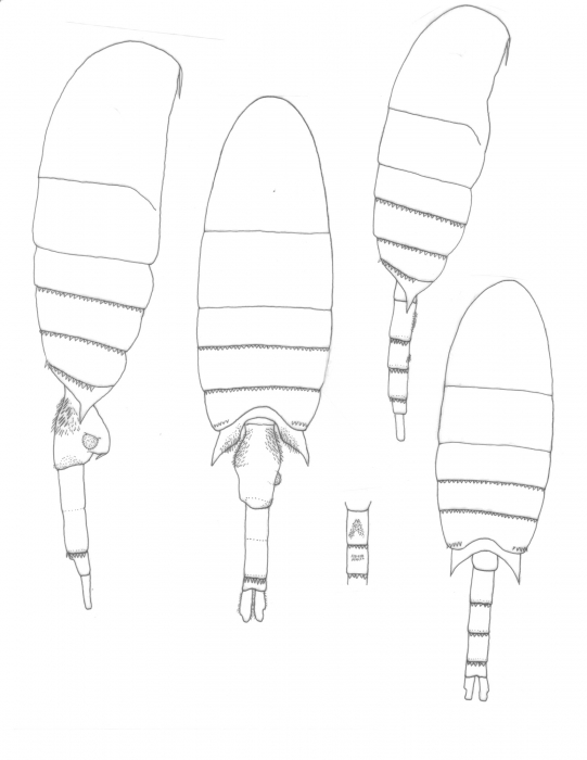 Pseudodiaptomus wrighti body