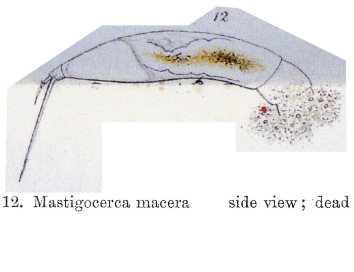 Trichocerca macera - Original description image
