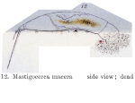 Trichocerca macera