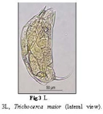 Trichocerca maior