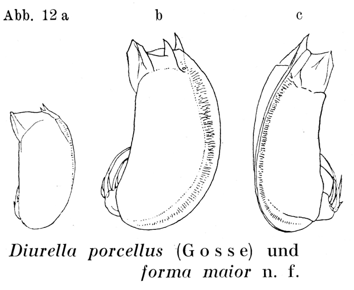 Trichocerca maior - Original description image