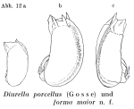 Trichocerca maior