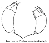 Trichocerca marina