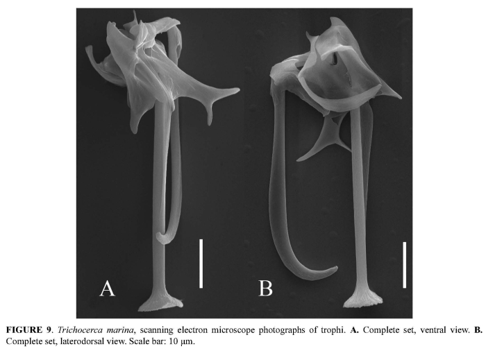 Trichocerca marina Trichocerca marina