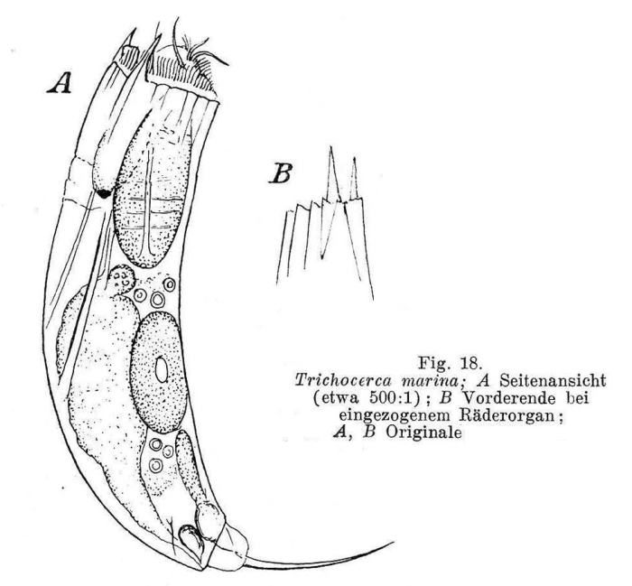 Trichocerca marina Trichocerca marina