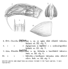 Trichocerca marina - Original description image