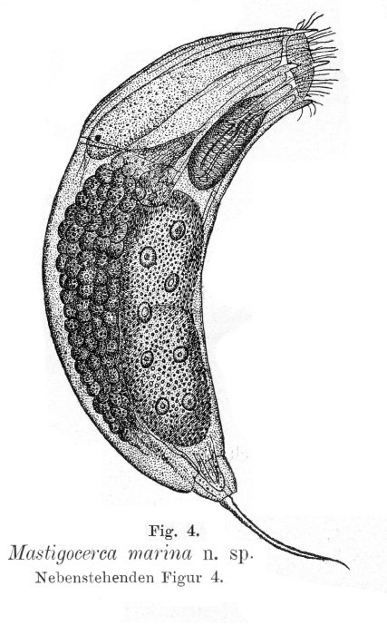 Trichocerca marina - Original description image