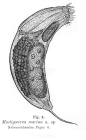 Trichocerca marina