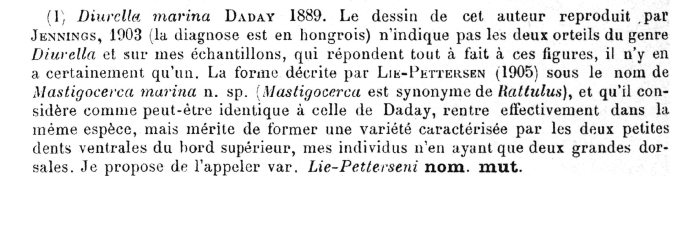 Trichocerca marina var. liepetterseni - Original description image