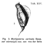 Trichocerca microstyla