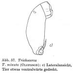 Trichocerca minuta