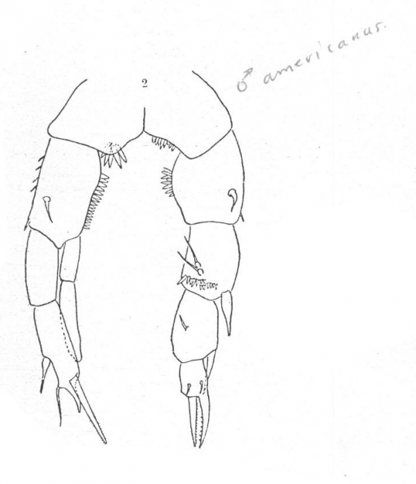 Pseudodiaptomus americanus Wright, 1937