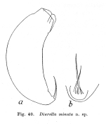 Trichocerca minuta - Original description image