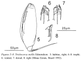 Trichocerca mollis