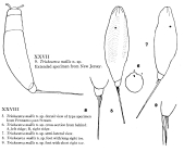 Trichocerca mollis