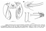 Trichocerca montana