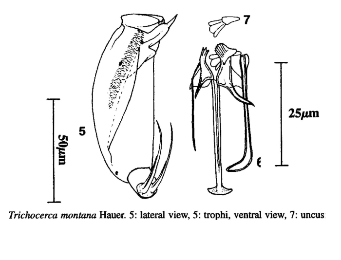 Trichocerca montana Trichocerca montana