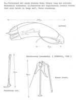 Trichocerca montana