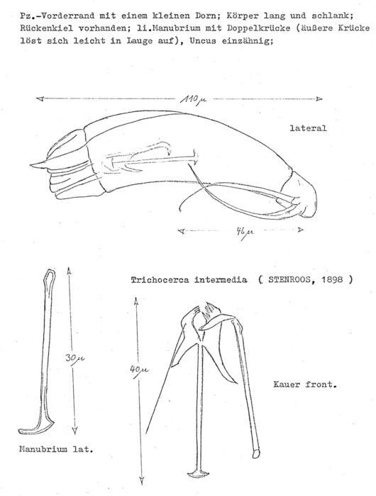 Trichocerca montana Trichocerca montana