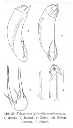 Trichocerca montana - Original description image